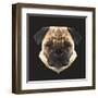 Pug-Lora Kroll-Framed Art Print