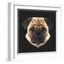 Pug-Lora Kroll-Framed Art Print