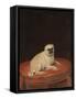 Pug-null-Framed Stretched Canvas