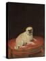 Pug-null-Stretched Canvas