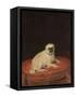 Pug-null-Framed Stretched Canvas