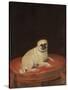 Pug-null-Stretched Canvas