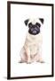 Pug-Amanda Greenwood-Framed Art Print