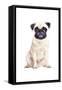 Pug-Amanda Greenwood-Framed Stretched Canvas