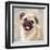 Pug-Keri Rodgers-Framed Art Print