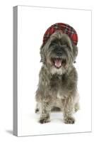 Pugairn Pug Cross Cairn Terrier Wearing a Tartan Hat-null-Stretched Canvas