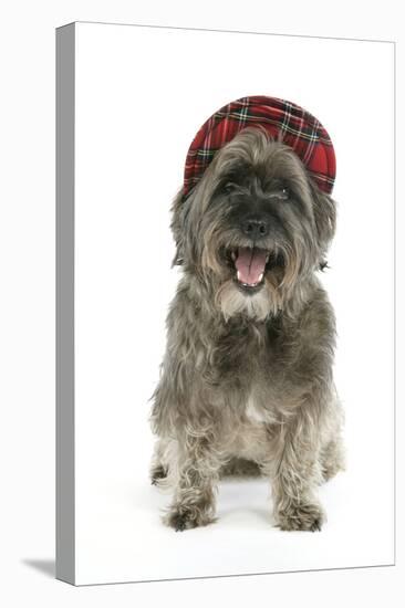 Pugairn Pug Cross Cairn Terrier Wearing a Tartan Hat-null-Stretched Canvas