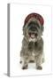 Pugairn Pug Cross Cairn Terrier Wearing a Tartan Hat-null-Stretched Canvas