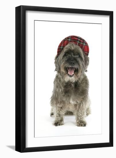 Pugairn Pug Cross Cairn Terrier Wearing a Tartan Hat-null-Framed Photographic Print
