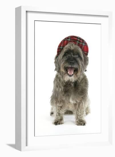 Pugairn Pug Cross Cairn Terrier Wearing a Tartan Hat-null-Framed Photographic Print