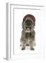 Pugairn Pug Cross Cairn Terrier Wearing a Tartan Hat-null-Framed Photographic Print