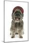 Pugairn Pug Cross Cairn Terrier Wearing a Tartan Hat-null-Mounted Photographic Print