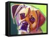 Puggle - Cooper-Dawgart-Framed Stretched Canvas