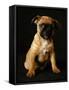 Puggle Dog a Crossbreed Between a Beagle and a Pug-null-Framed Stretched Canvas