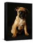 Puggle Dog a Crossbreed Between a Beagle and a Pug-null-Framed Stretched Canvas