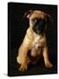 Puggle Dog a Crossbreed Between a Beagle and a Pug-null-Stretched Canvas