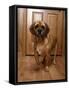 Puggle Dog a Crossbreed Between a Beagle and a Pug-null-Framed Stretched Canvas