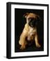 Puggle Dog a Crossbreed Between a Beagle and a Pug-null-Framed Photographic Print