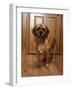 Puggle Dog a Crossbreed Between a Beagle and a Pug-null-Framed Photographic Print