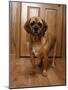 Puggle Dog a Crossbreed Between a Beagle and a Pug-null-Mounted Photographic Print