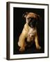 Puggle Dog a Crossbreed Between a Beagle and a Pug-null-Framed Photographic Print