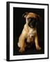 Puggle Dog a Crossbreed Between a Beagle and a Pug-null-Framed Photographic Print