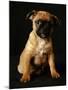 Puggle Dog a Crossbreed Between a Beagle and a Pug-null-Mounted Photographic Print