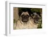 Pugs in Autumn Fllowers, Geneva, Ilinois, USA-Lynn M^ Stone-Framed Premium Photographic Print