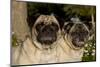 Pugs in Autumn Fllowers, Geneva, Ilinois, USA-Lynn M^ Stone-Mounted Premium Photographic Print