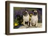 Pugs in Autumn Fllowers, Geneva, Ilinois, USA-Lynn M^ Stone-Framed Photographic Print