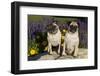 Pugs in Autumn Fllowers, Geneva, Ilinois, USA-Lynn M^ Stone-Framed Photographic Print