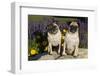 Pugs in Autumn Fllowers, Geneva, Ilinois, USA-Lynn M^ Stone-Framed Photographic Print