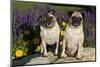 Pugs in Autumn Fllowers, Geneva, Ilinois, USA-Lynn M^ Stone-Mounted Photographic Print