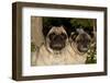 Pugs in Autumn Fllowers, Geneva, Ilinois, USA-Lynn M^ Stone-Framed Photographic Print