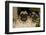 Pugs in Autumn Fllowers, Geneva, Ilinois, USA-Lynn M^ Stone-Framed Photographic Print