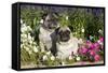 Pugs in Autumn Fllowers (Petunias), Geneva, Ilinois, USA-Lynn M^ Stone-Framed Stretched Canvas
