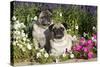 Pugs in Autumn Fllowers (Petunias), Geneva, Ilinois, USA-Lynn M^ Stone-Stretched Canvas