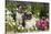 Pugs in Autumn Fllowers (Petunias), Geneva, Ilinois, USA-Lynn M^ Stone-Stretched Canvas