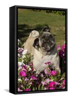 Pugs in Autumn Fllowers (Petunias), Geneva, Ilinois, USA-Lynn M^ Stone-Framed Stretched Canvas