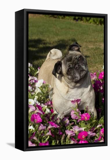 Pugs in Autumn Fllowers (Petunias), Geneva, Ilinois, USA-Lynn M^ Stone-Framed Stretched Canvas