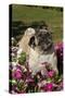 Pugs in Autumn Fllowers (Petunias), Geneva, Ilinois, USA-Lynn M^ Stone-Stretched Canvas