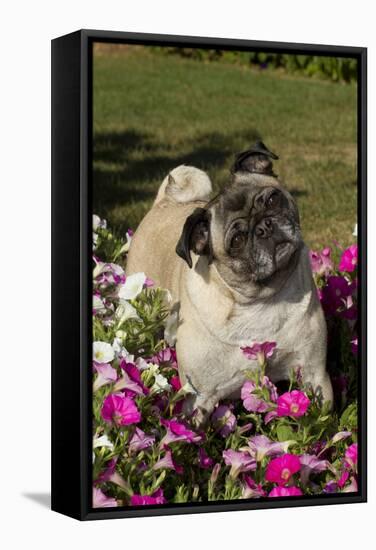 Pugs in Autumn Fllowers (Petunias), Geneva, Ilinois, USA-Lynn M^ Stone-Framed Stretched Canvas