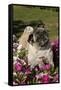 Pugs in Autumn Fllowers (Petunias), Geneva, Ilinois, USA-Lynn M^ Stone-Framed Stretched Canvas