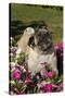 Pugs in Autumn Fllowers (Petunias), Geneva, Ilinois, USA-Lynn M^ Stone-Stretched Canvas