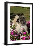 Pugs in Autumn Fllowers (Petunias), Geneva, Ilinois, USA-Lynn M^ Stone-Framed Premium Photographic Print