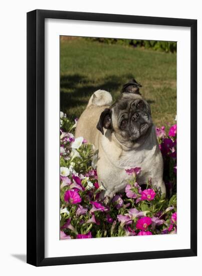 Pugs in Autumn Fllowers (Petunias), Geneva, Ilinois, USA-Lynn M^ Stone-Framed Premium Photographic Print