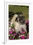 Pugs in Autumn Fllowers (Petunias), Geneva, Ilinois, USA-Lynn M^ Stone-Framed Premium Photographic Print