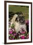 Pugs in Autumn Fllowers (Petunias), Geneva, Ilinois, USA-Lynn M^ Stone-Framed Premium Photographic Print