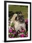 Pugs in Autumn Fllowers (Petunias), Geneva, Ilinois, USA-Lynn M^ Stone-Framed Premium Photographic Print