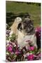 Pugs in Autumn Fllowers (Petunias), Geneva, Ilinois, USA-Lynn M^ Stone-Mounted Premium Photographic Print